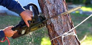 How Our Tree Care Process Works  in Bensenville, IL